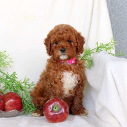 Beauty-F1B/Cavapoo									Puppy/Female	/August 14th, 2026,Beauty is a playful Cavapoo puppy who is so affectionate and sweet! This lovable little one is up to date on shots and de-wormer plus has been seen by a vet. Beauty comes home with a health guarantee provided by the breeder as well. This wiggly pup is family raised and well socialized. Beauty will love being by your side!