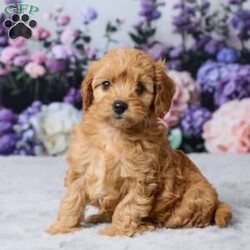 Layla/Cavapoo									Puppy/Female	/10 Weeks,Meet Layla, an adorable Cavapoo puppy with a sweet personality and lovable nature! She has been vet-checked and is up to date on all her shots and vaccines. Layla is happy, healthy, and ready to find her forever home. She can’t wait to meet her new family!