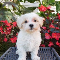 Tanner/Maltipoo									Puppy/Male	/August 20th, 2026,Come meet Tanner,  a sweet, fluffy little ball of fun! He’d love to meet you and go home with you.  He is very friendly,  playful and adorable,  excellent with children,  family raised.  He has been around cats and other pets. Mother is a miniature Poodle,  and available for you to meet,  Father is a Maltese.  These puppies are vet checked and up to date with shots and wormer.  Call today for more details. 