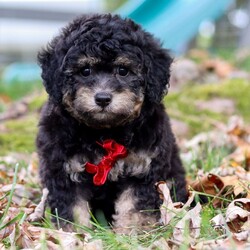 Adopt a dog:Oliver/Bichonpoo/Female/,Hi, I'm Oliver! I'm an 8-week-old male Bichonpoo. My dad is a Poodle and my mom is a Bichon Frise. I have a beautiful black & tan coat, and I was born on August 27. I am ready now to plan my trip to my forever family. Once I reach my adult size, I'm expected to weigh between 12–16 lbs. My little paws are itching to meet my forever family.