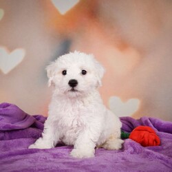 Carl/Bichon Frise									Puppy/Male	/10 Weeks