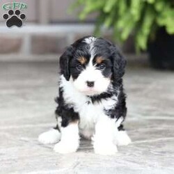 Marla/Cavapoo									Puppy/Female	/September 9th, 2026,Marla is a sweetheart raised with the kind of love and care that a puppy needs for a great start in life! She also enjoys a special diet for optimal health. Call, text or email to schedule your meet with this sweet girl! (we also offer facetime meetings) Marla’s adult weight will be approximately 18 pounds.