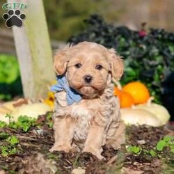 Enzo/Maltipoo									Puppy/Male	/7 Weeks,Hi, I’m Enzo! I’m a very cute Maltipoo puppy with an adorable face, a soft, fluffy coat, and a sweet, lovable personality. I’m playful, curious, and always ready to explore my surroundings, play with toys, and enjoy lots of love and attention. I can’t wait to meet my forever family and fill their home with cuddles, fun, and plenty of happy memories. I’m looking forward to finding my new best friend and sharing so many wonderful adventures together!