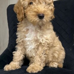 Adopt a dog:Beautiful Cockerpoo Puppies //Female/NaN,Absolute beautiful litter of puppies all have there own cuteness & amazing personality'