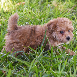 Daphne/Poodle/Female/