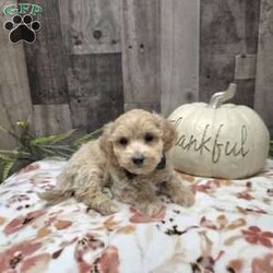 Max/Maltipoo									Puppy/Male	/9 Weeks,Say Hello to this dashing cute Maltiepoo! Max is super cute and will steal your heart! He is up to date with his vaccinations and dewormer and has been vet checked  plus comes with a health guarantee. Call or message today to make him forever yours. Estimated adult weight 7-10lbs. License #4185