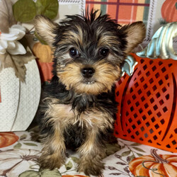 Gabbie/Yorkshire Terrier/Female/