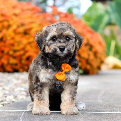 Milo/Bich-Poo									Puppy/Male	/8 Weeks,Meet Milo, an adorable F1 Bichapoo with a sweet expression, a soft, fluffy coat, and a charming personality that is sure to melt your heart! I’m playful, affectionate, and full of personality. I love exploring new surroundings, playing with toys, getting lots of attention, and being part of all the fun. With my loving nature and irresistible charm, I’m sure to bring plenty of happiness, love, and companionship to my forever home.