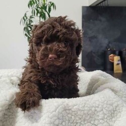 Toy Sproodle Puppies //Female/NaN,Adorable home reared Sproodle Puppies given to us from our beautiful Layla, also a Sproodle.