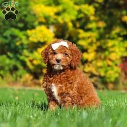 Sage/Cockapoo									Puppy/Female	/11 Weeks,Introducing an adorable F1B Cockapoo named Sage! This sweet girl is the definition of  sweet and lovable—always ready to greet people with tail wags and snuggles. She has a playful side too, especially when there’s a toy involved or a new spot to explore. With her soft, wavy coat and warm eyes, she knows exactly how to melt hearts. Whether it’s joining in on adventures or curling up for a cozy nap, this little one may just be the perfect little sidekick for your family!