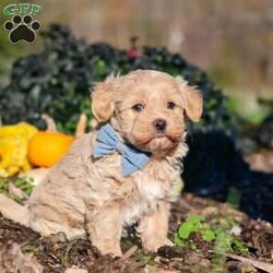 Enzo/Maltipoo									Puppy/Male	/7 Weeks,Hi, I’m Enzo! I’m a very cute Maltipoo puppy with an adorable face, a soft, fluffy coat, and a sweet, lovable personality. I’m playful, curious, and always ready to explore my surroundings, play with toys, and enjoy lots of love and attention. I can’t wait to meet my forever family and fill their home with cuddles, fun, and plenty of happy memories. I’m looking forward to finding my new best friend and sharing so many wonderful adventures together!