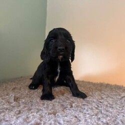 Adopt a dog:Beautiful Sprocker Spaniel Puppies//Female/NaN,Beautiful, Healthy Sprocker Spaniel Puppies – Raised in a Loving Family Home