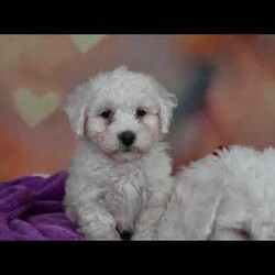 Carl/Bichon Frise									Puppy/Male	/10 Weeks,Are you Looking for an Awesome Friend? This puppy could be just that! We would love to speak with you on how to adopt this wonderful youngster! Please call or text so we can arrange an appointment. This puppy is up to date on shots and wormer and will be ready for your home at 8 weeks old. Shipping is available We hope to hear from you soon!!!