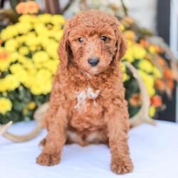 Big Boy/Miniature Poodle									Puppy/Male	/11 Weeks
