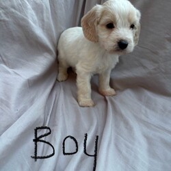 Adopt a dog:Cockapoo //Female/NaN,Our beautiful family pet Fudge has got 7 gorgeous puppies, 5 male 2 female, puppies are being raised in a family home with children. they will be microchipped, health checked & fleed/dewormed to date, viewing welcome anytime, ready to leave 8th November