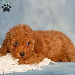 Reba/Cavapoo									Puppy/Female	/9 Weeks,These sweet little Cavapoo puppies are full of life, love, and fun, and they’re looking for someone special to share it all with! They are playful, affectionate, and always ready for an adventure. But once playtime is over, these little sweethearts are all about the snuggles!