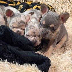 Adopt a dog:French bull dog puppy’s //Female/NaN,French bull dog puppy’s 1 boy 1 girl left both carry fluffy message for more details girl is a little dearer than the boy both stunning