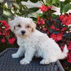 Tanner/Maltipoo									Puppy/Male	/August 20th, 2026,Come meet Tanner,  a sweet, fluffy little ball of fun! He’d love to meet you and go home with you.  He is very friendly,  playful and adorable,  excellent with children,  family raised.  He has been around cats and other pets. Mother is a miniature Poodle,  and available for you to meet,  Father is a Maltese.  These puppies are vet checked and up to date with shots and wormer.  Call today for more details. 