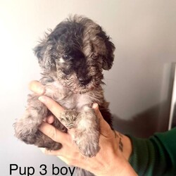 Cockapoo puppies //Female/NaN,We have a beautiful litter of cockapoo puppies ready to come and view to Reserve
