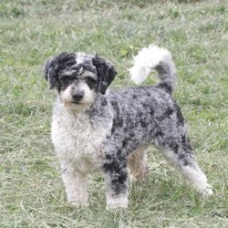 Marla/Cavapoo									Puppy/Female	/September 9th, 2026,Marla is a sweetheart raised with the kind of love and care that a puppy needs for a great start in life! She also enjoys a special diet for optimal health. Call, text or email to schedule your meet with this sweet girl! (we also offer facetime meetings) Marla’s adult weight will be approximately 18 pounds.