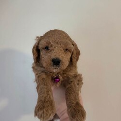 Last female from a litter of 7 F1B Cavapoo puppies//Female/NaN,Mum: Mum is our beautiful F1 Cavapoo Aura she come's from KC Registered Parent's and is the perfect mix of Cavalier king Charles spaniel and Toy Poodle