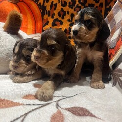 Adopt a dog:Show cocker spaniel puppies //Female/NaN,Here we have 3 remaining show Cocker spaniel puppies left looking for their forever loving home,