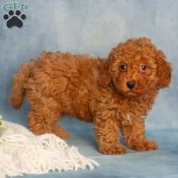 Reba/Cavapoo									Puppy/Female	/9 Weeks,These sweet little Cavapoo puppies are full of life, love, and fun, and they’re looking for someone special to share it all with! They are playful, affectionate, and always ready for an adventure. But once playtime is over, these little sweethearts are all about the snuggles!