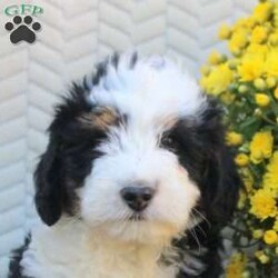 Buddy/Mini Aussiedoodle									Puppy/Male	/August 18th, 2026,This fun Miniature Aussiedoodle puppy is so fluffy and cute! Buddy comes home with a health guarantee provided by the breeder, plus has been seen by a vet and is up to date on shots and de-wormer. This sweet boy is socialized, family raised with children, and ready to be by your side!