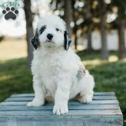 Simba/Mini Bernedoodle									Puppy/Male	/7 Weeks,Meet these beautiful, playful, lovable Mini Bernedoodle puppies! They are family raised with lots of love and care & are well socialized with children. They will be vet checked and up to date with all vaccines. The father’s name is Taco, he is a minI Bernedoodle. The mother’s name is Dolly, she is a Mini Bernedoodle. These adorable pups will make the cutest family pet and loyal companion!