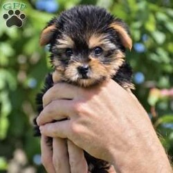 Molly – Teacup/Yorkie									Puppy/Female	/August 15th, 2026,Welcome to Royalty Pets! We’re Omar and Linda Fisher, and together with our two boys, we’re grateful to call the Bird-in-Hand, Pennsylvania area home. Our journey into dog breeding began with Omar’s deep love for Yorkies. There was something about their personality, companionship, and character that captured his heart. Over time, that love expanded to other breeds, and what began as an interest grew into a family breeding program. Each pup in this litter will come with AKC registration paperwork; limited but breeding rights available for an extra cost. 2 year health guarantee, Microchipped, Informational packet & more! Both parents to this litter are genetic health tested & the mother has 7 champion in her 4 generation pedigree!! Mom is 5lb & Dad is 4.5lb. If you’re interested in any of these amazing puppies please reach out to us today to reserve yours!