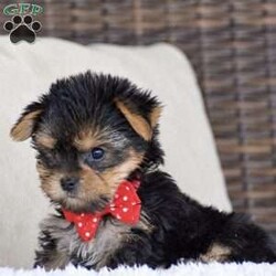 Molly – Teacup/Yorkie									Puppy/Female	/August 15th, 2026,Welcome to Royalty Pets! We’re Omar and Linda Fisher, and together with our two boys, we’re grateful to call the Bird-in-Hand, Pennsylvania area home. Our journey into dog breeding began with Omar’s deep love for Yorkies. There was something about their personality, companionship, and character that captured his heart. Over time, that love expanded to other breeds, and what began as an interest grew into a family breeding program. Each pup in this litter will come with AKC registration paperwork; limited but breeding rights available for an extra cost. 2 year health guarantee, Microchipped, Informational packet & more! Both parents to this litter are genetic health tested & the mother has 7 champion in her 4 generation pedigree!! Mom is 5lb & Dad is 4.5lb. If you’re interested in any of these amazing puppies please reach out to us today to reserve yours!