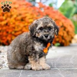 Milo/Bich-Poo									Puppy/Male	/8 Weeks,Meet Milo, an adorable F1 Bichapoo with a sweet expression, a soft, fluffy coat, and a charming personality that is sure to melt your heart! I’m playful, affectionate, and full of personality. I love exploring new surroundings, playing with toys, getting lots of attention, and being part of all the fun. With my loving nature and irresistible charm, I’m sure to bring plenty of happiness, love, and companionship to my forever home.